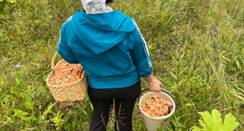 Родственник рыжика - плотный, сладкий и мясистый: грибники его не собирают, а зря!