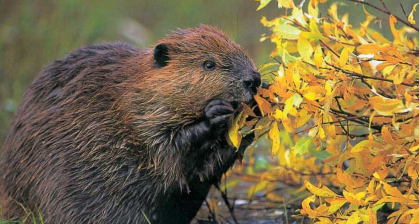 В Кировской области началась выдача разрешений на добычу бобра и выдры