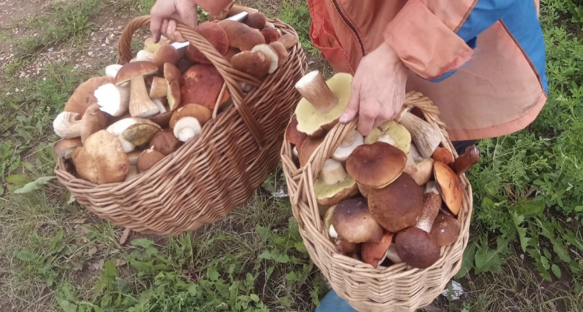 Идем за грибами: какие грибы можно найти в начале сентября - устанете собирать