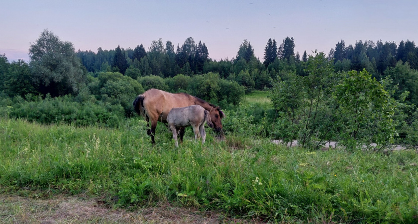 В Верхнекамском районе у владельца лошадей нашли нарушения