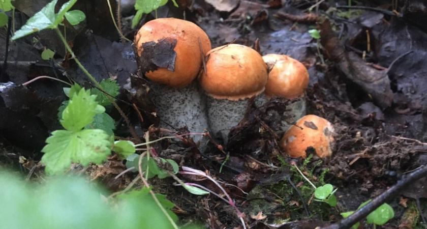 Невероятный гриб со вкусом лобстера: за ним охотятся только искушенные грибники и истинные гурманы