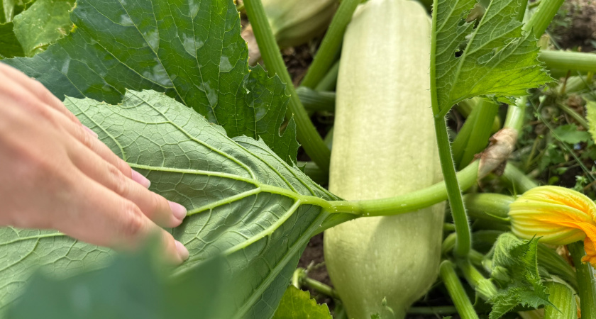 Не раздавайте кабачки соседям – готовим именно так за 20 минут: быстро, вкусно, удобно и без плиты