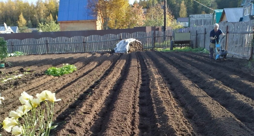 После каких овощей нельзя сажать озимый чеснок - урожай будет нулевой