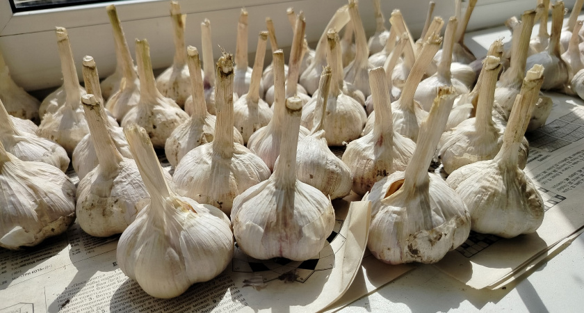 Отбираю семенной чеснок дедовским способом за 5 минут. Головки с кулак растут даже у самых ленивых огородников