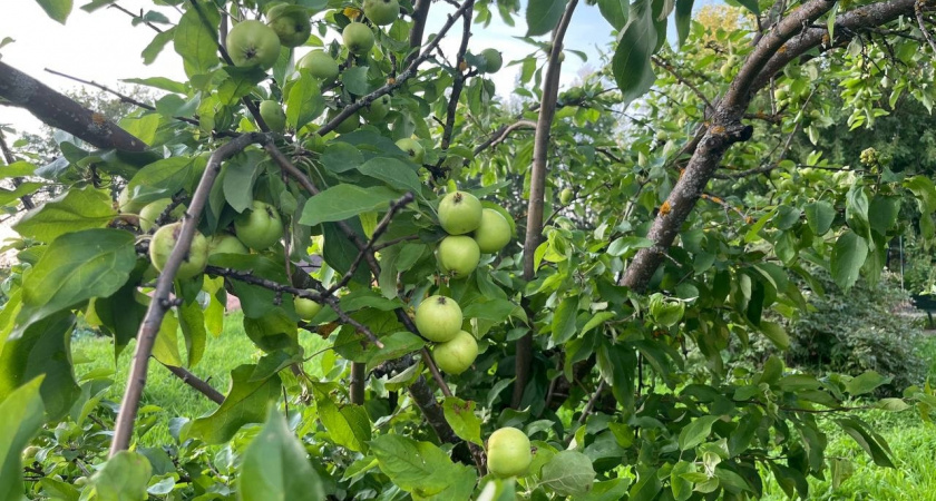 Уже 7 лет каждый сентябрь выстилаю скошенной травой землю под плодовыми деревьями: урожай в три раза выше без химических подкормок