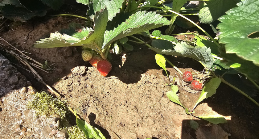 Секрет моей свекрови: чтобы клубника была чистой, в сентябре ей нужна эта гремучая смесь