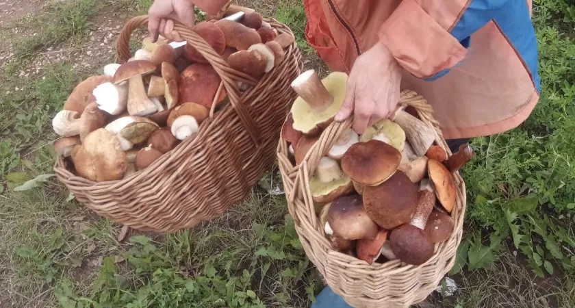 Не белый, но очень ценный: грибе, который растет в жару и почти не бывает червивым