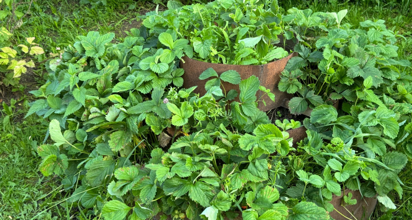 Мой секрет отборной клубники: просто раскидываю по грядкам пакет семян осенью. Работает безотказно