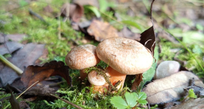 Родственник рыжика - плотный, сладкий и мясистый: грибники его не собирают, а зря!