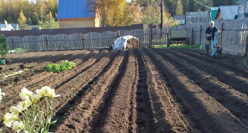 После картофеля сею этот сидерат – земля становится как после навоза, вредители уходят надолго