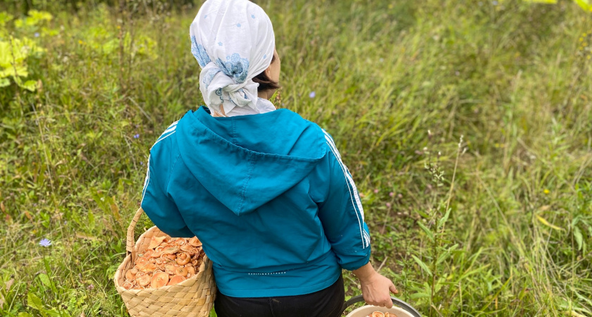 Финальный сбор: как отличить 21 съедобный гриб от 4 опасных двойников в конце сезона