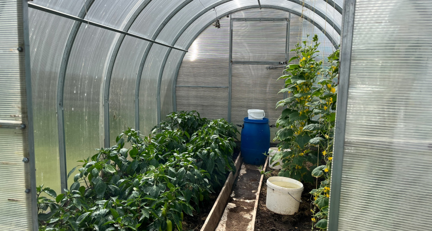 Раскрываю секрет: чем я обрабатываю теплицу осенью, чтобы весной не бороться с плесенью и белокрылкой