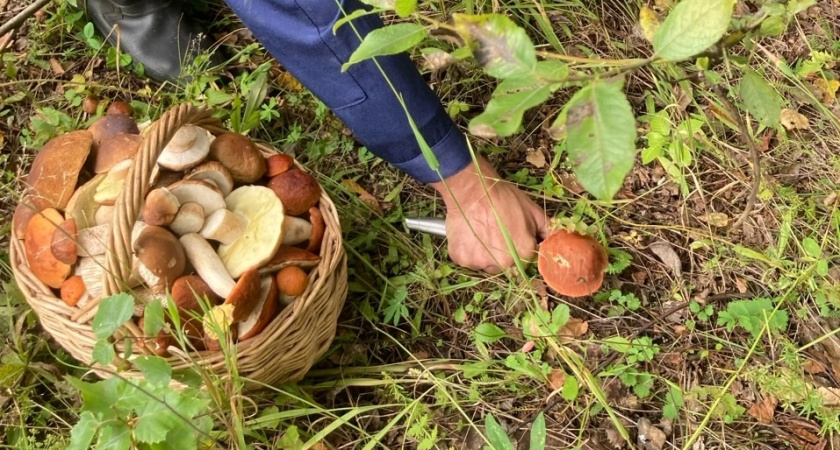 Учёные доказали, что мы десятилетиями неправильно собирали грибы: запомните, как нужно