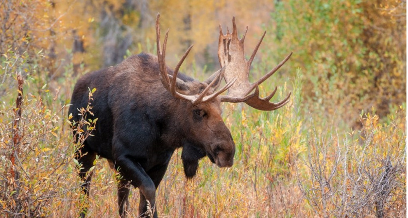 В Кировской области началась осенне-зимняя охота на лося