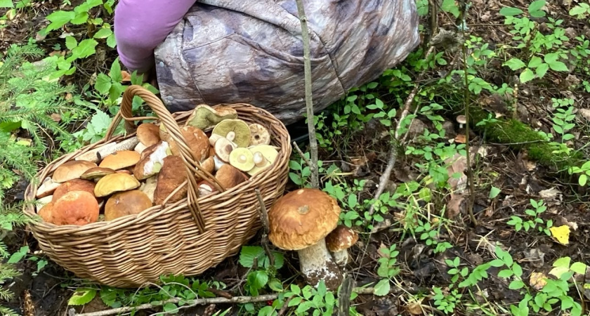 Грибная охота открыта: топ-7 вкуснейших трофеев сентября