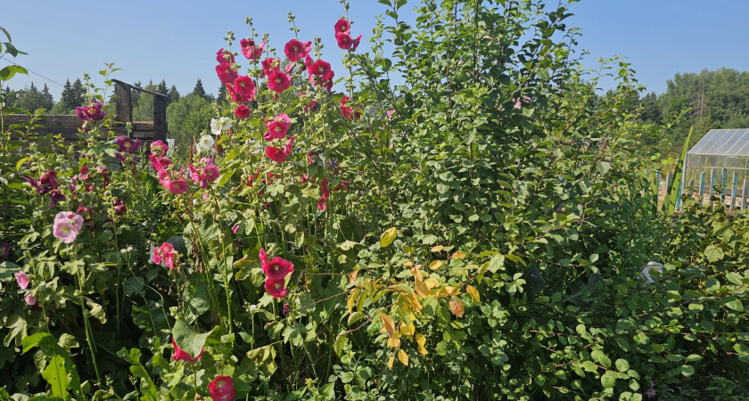 Как избавиться от старого куста на даче: способы без лопаты и лома