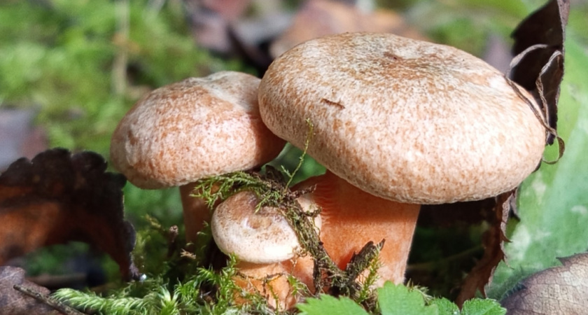 «Лесное золото»: грибники меняют корзины на автомобили благодаря уникальной находке