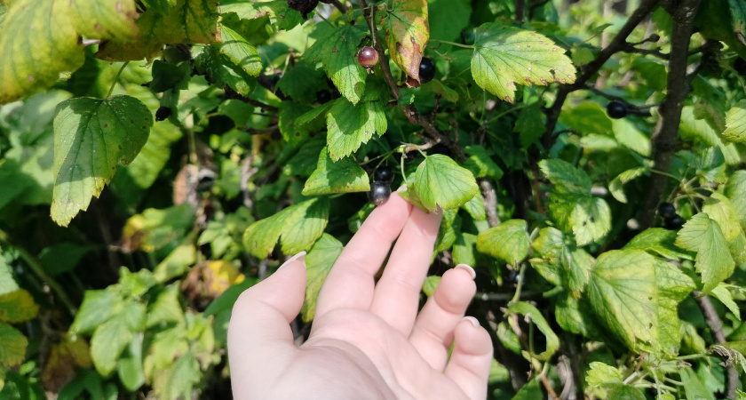 «Бедный еврей» — богатый урожай: чем я кормлю смородину осенью