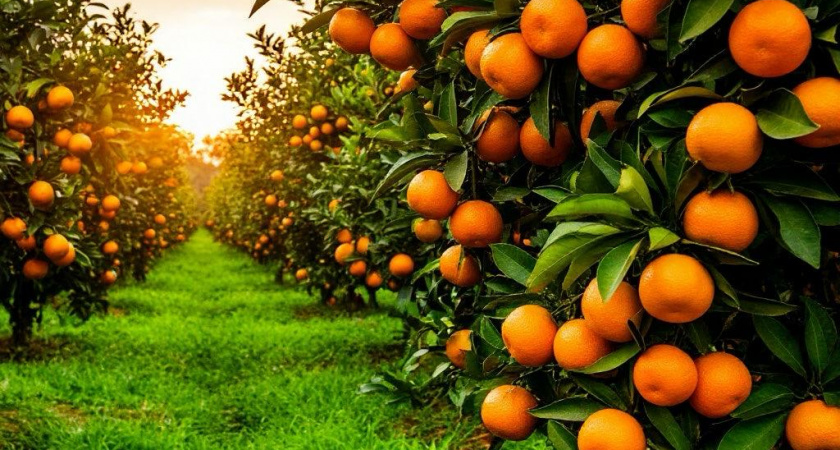 Местные раскрыли цифры: вот сколько на самом деле стоит абхазский мандарин до приезда туристов