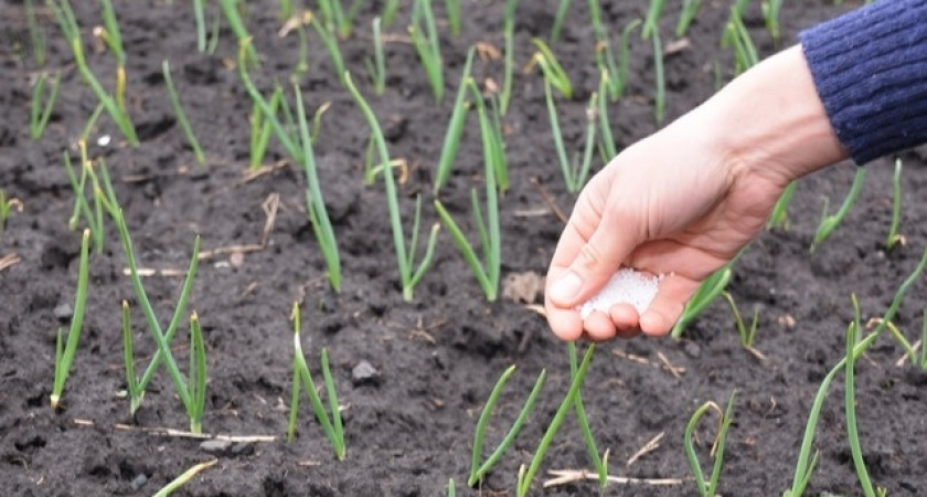 Нельзя оставлять грядки голыми: какие сидераты пора сеять в сентябре