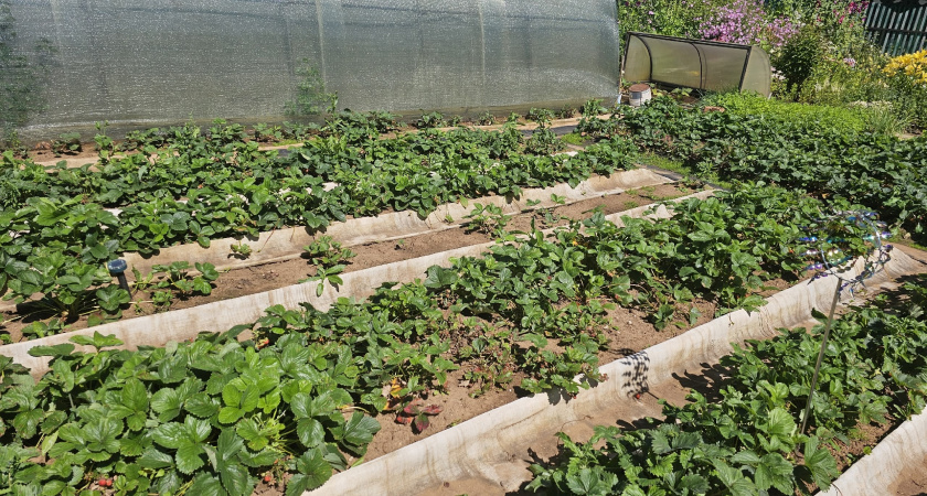 2 столовые ложки дешевого средства и у вас молниеносно готовится компост, перегной для удобрения