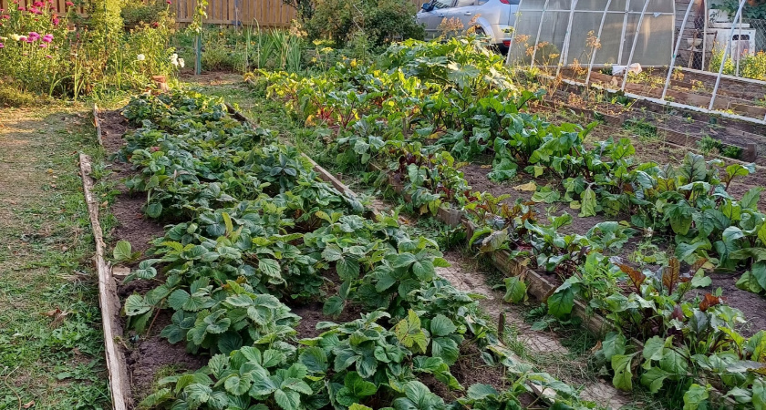 Фитофтора боится этого как огня: осенний способ на 3 копейки, который навсегда оздоровит ваши грядки