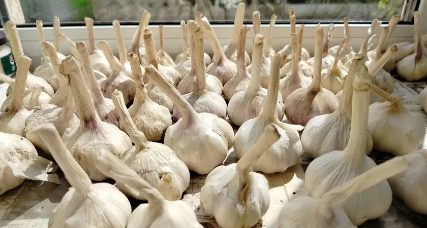 Сажаю озимый чеснок с помощью маркера и бутылки: всхожесть 98%