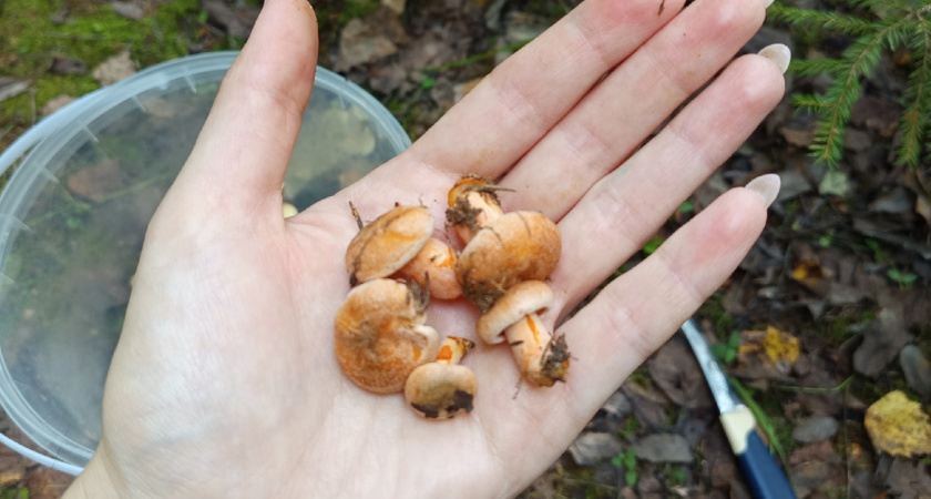 Родственник рыжика - плотный, сладкий и мясистый: грибники его не собирают, а зря!