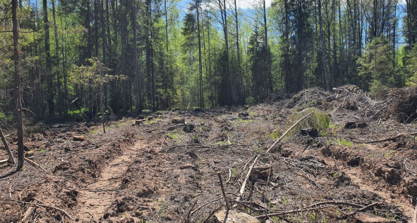 Три жителя Кировской области контрабандой вывозили лес из региона за границу