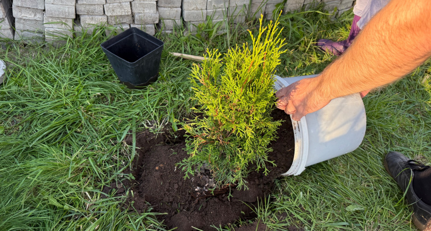 Я нашла идеальную замену навозу! Обхожусь без него уже 13 лет благодаря осеннему ритуалу