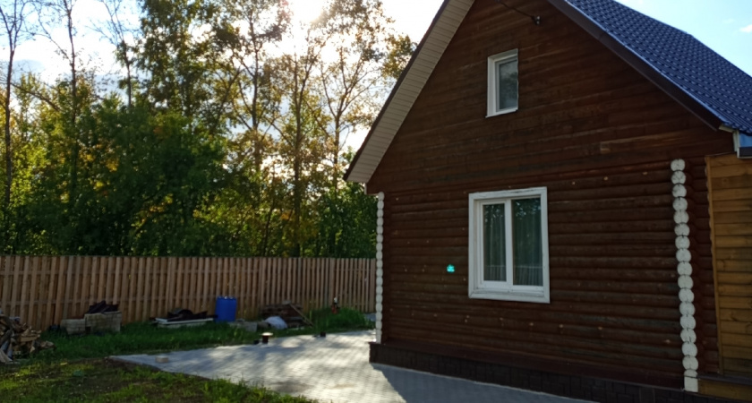 Это дерево «выпьет» вашу выгребную яму за три глотка: посадил и забыл про откачку навсегда 