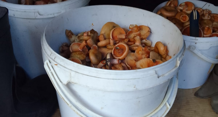 Родственник рыжика - плотный, сладкий и мясистый: грибники его не собирают, а зря!