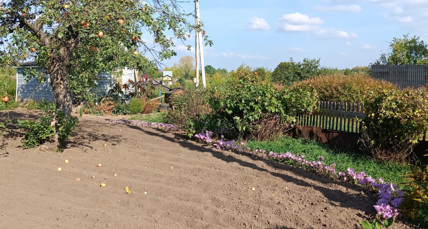 Уничтожаю почкового клеща за 48 часов в сентябре. Соседи удивляются урожаю на следующий год