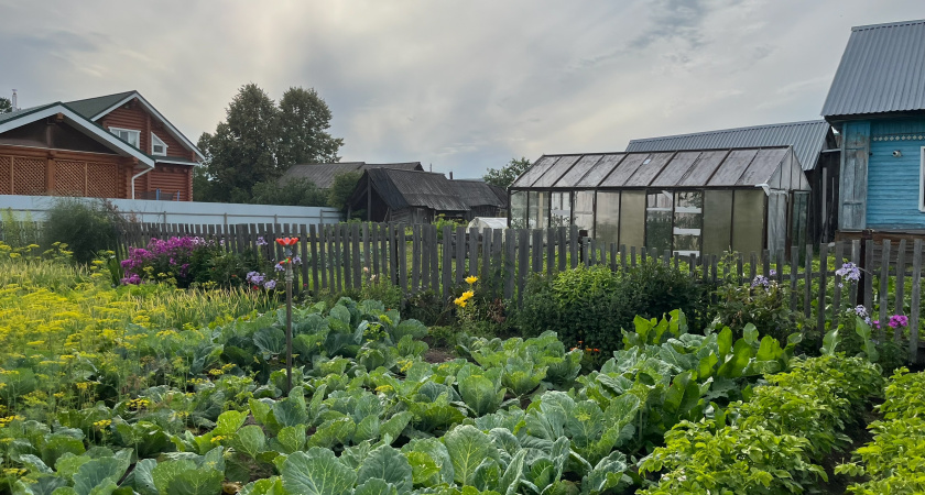 Три главные ошибки современного дачника, которые убили естественное плодородие почвы. Объясняет агроном