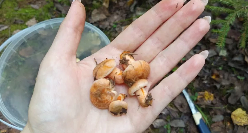 Деликатесный гриб, который вы незаслуженно обходите стороной: скромный герой осеннего леса