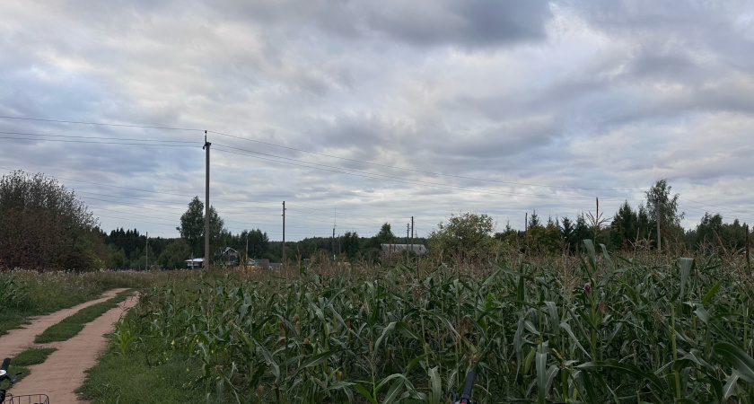 В Кировской области выявили 160 тысяч тонн недостоверного декларирования зерна