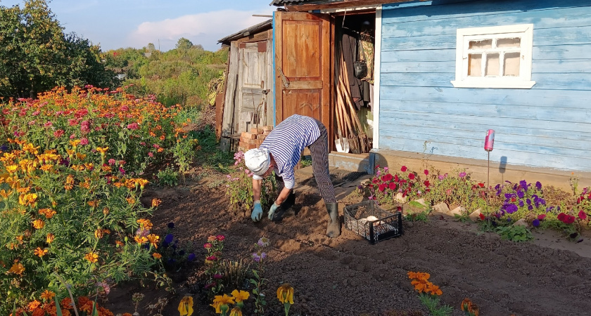 Самый простой способ обеззараживания грядок после фитофторы — и он работает, если действовать вовремя