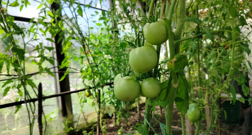 Соседи глазам не верят: мой секрет выращивания томатов 8 лет на одном месте - метод фермера из Краснодара, который обогащает землю вместо севооборота