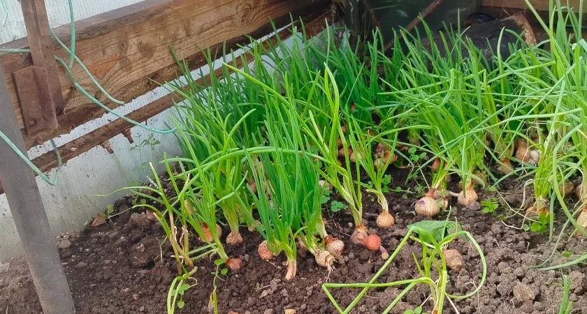 Забыл про стрелки навсегда: проверенный способ посадки озимого лука для гигантского урожая