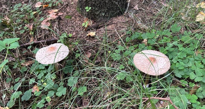 Назван один из лучших грибов наших лесов, который почему-то никто не собирает - считается деликатесом