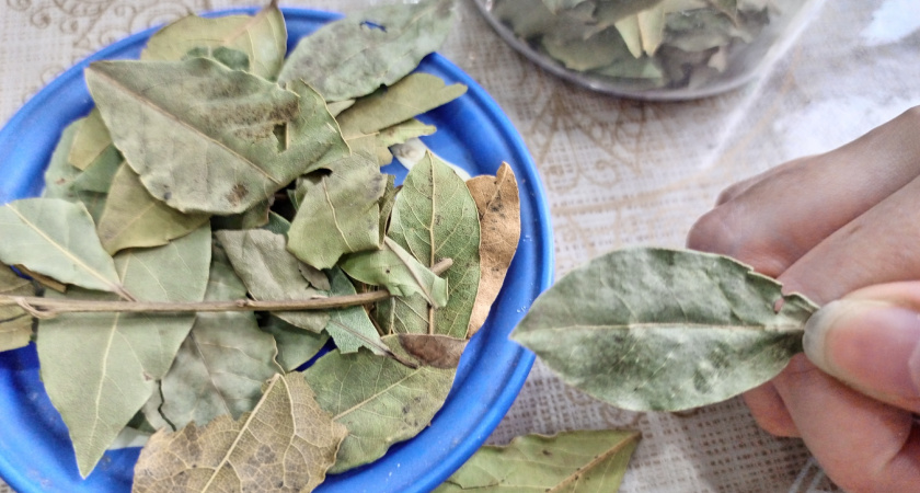 Секрет, который знали наши бабушки: зачем класть лавровый лист в угол комнаты