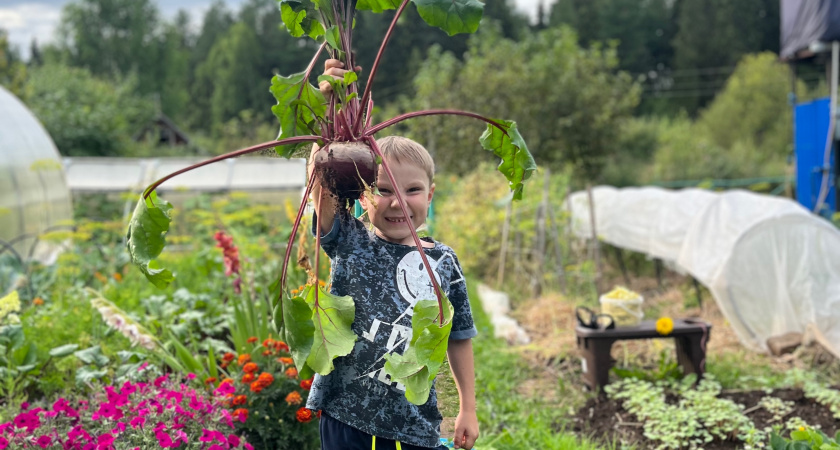 Свекла до мая как с грядки: мой простой способ хранения без погреба и опилок