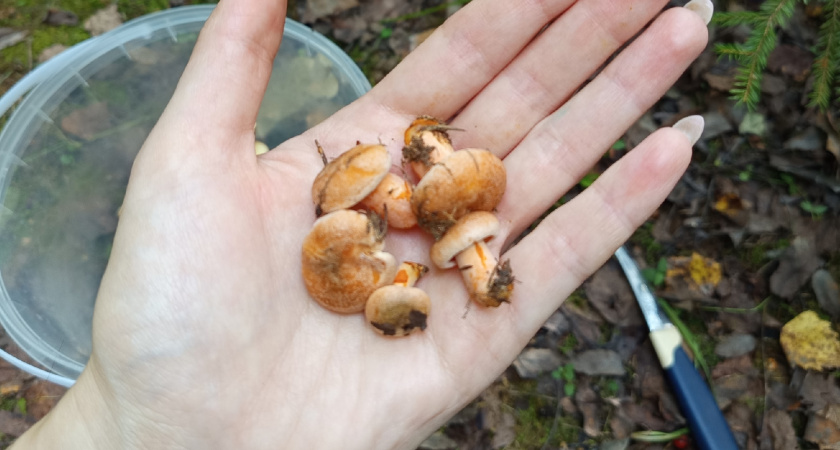 Это знают только бывалые: простое правило, которое приведет вас к грибным местам в любом лесу