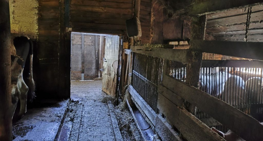 Житель Кирово-Чепецкого района содержит свиней с нарушениями ветеринарных правил