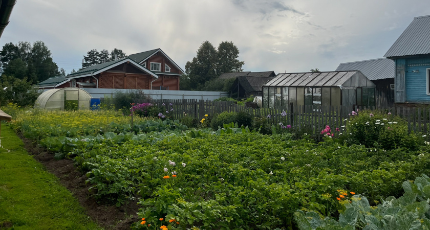 Дачные коктейли для осени: готовим простые удобрения по науке