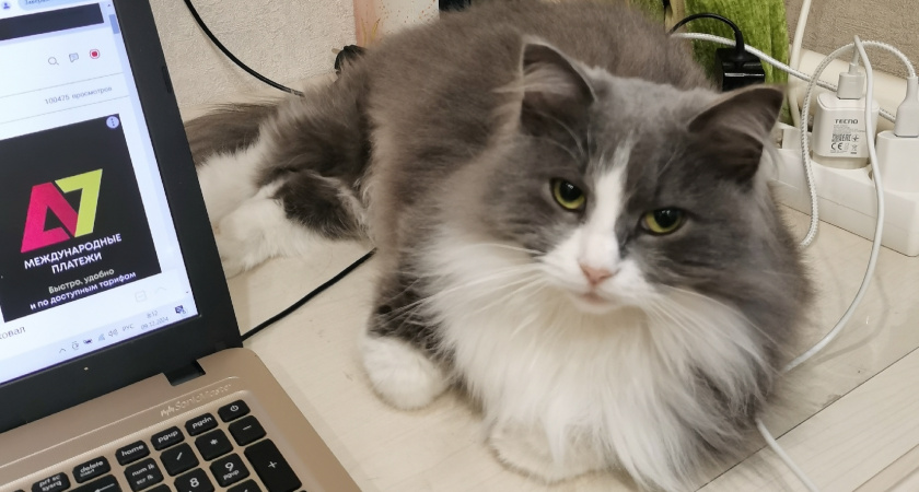 Приметы и суеверия о домашних кошках: что несет удачу, а что – беду?