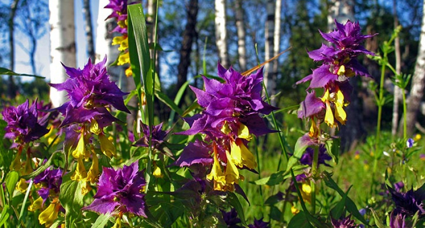 Иван-да-марья: как красивый цветок стал мастером обмана в природе