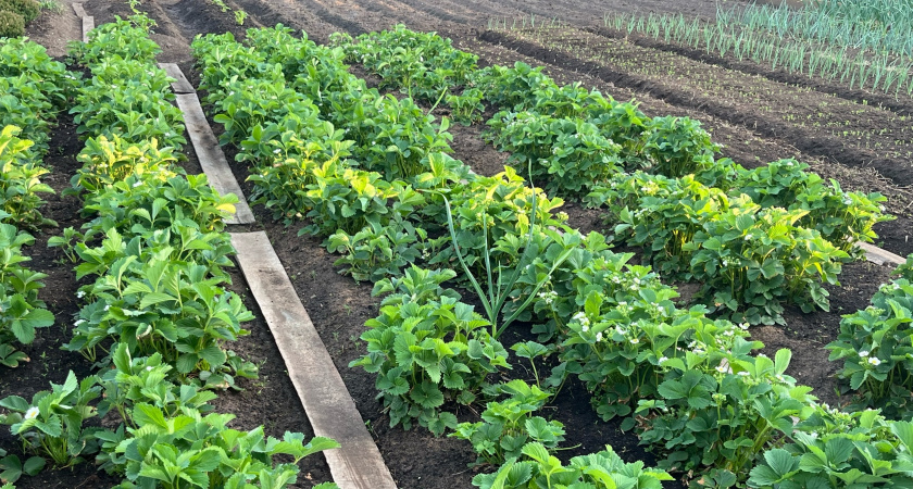 Секрет плодородной грядки: почему опытные огородники никогда не отправляют свекольную ботву в компост