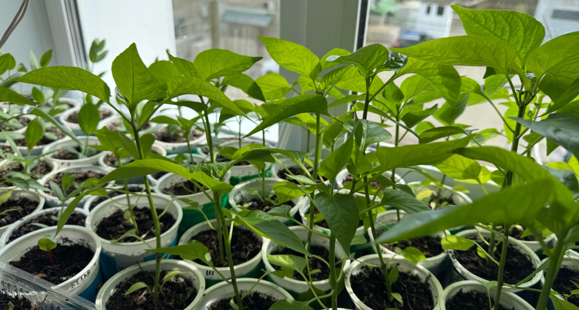 Секрет моей мощной рассады: заготавливаю лесной грунт до 15 октября - корни развиваются на 50% быстрее, чем в покупном