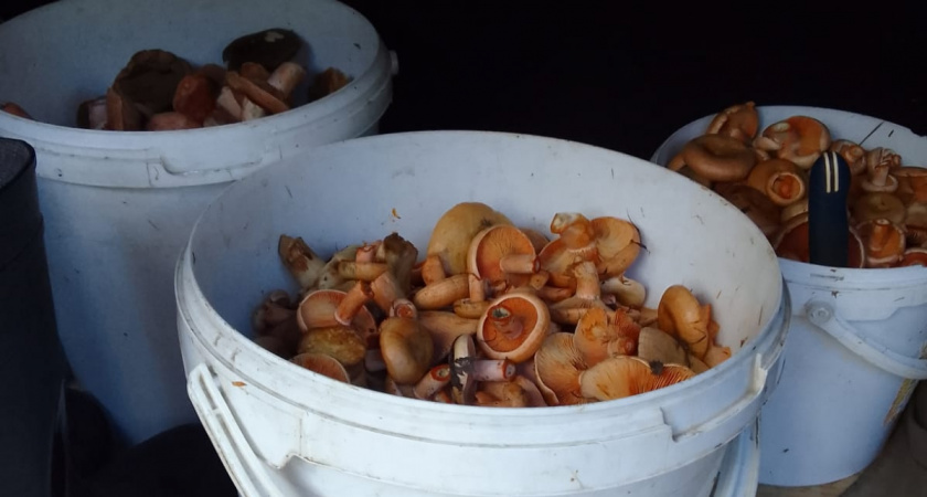 Гриб, который городские ценят, а деревенские не признают: собирают до сугробов